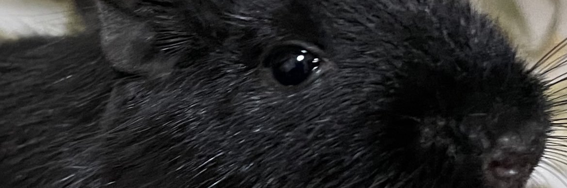 micha_hyphen's profile banner image