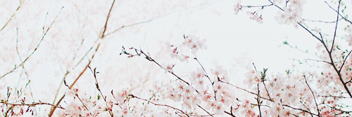 vocalseulgi's profile banner image