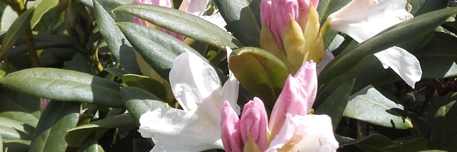JHRoubos's profile banner image