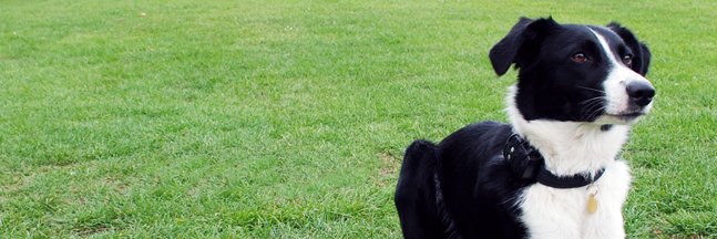 Dog Tracker Nano banner