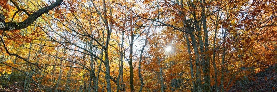 Antonio Aragón banner