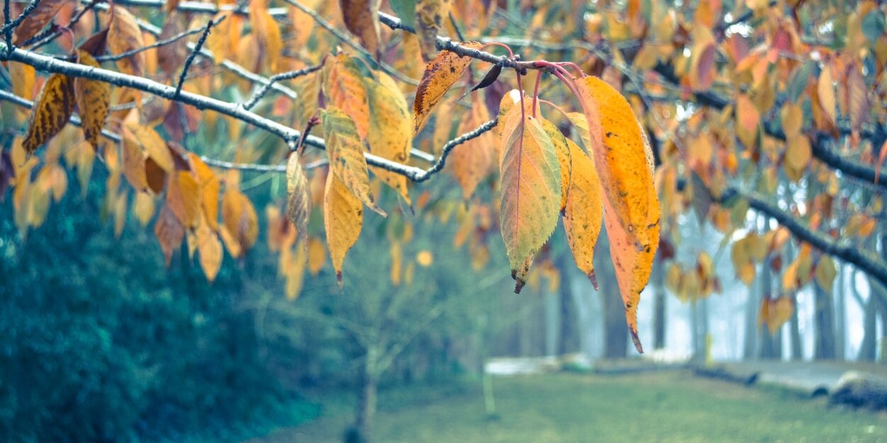 MsLyola's profile banner image