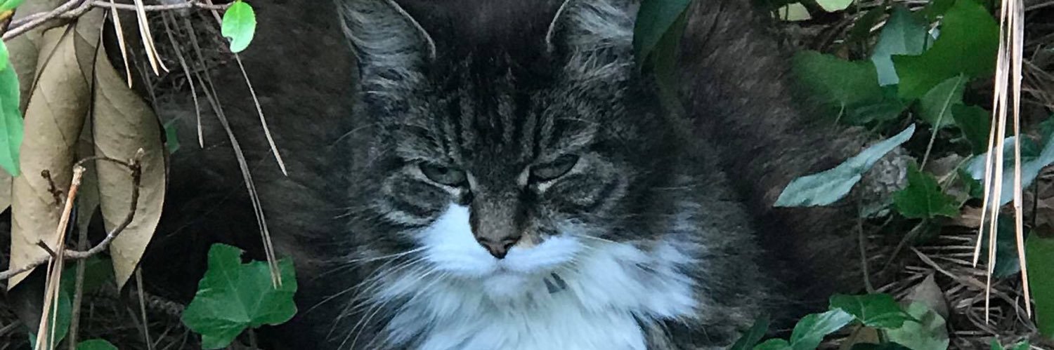 DiogenesAdams's profile banner image