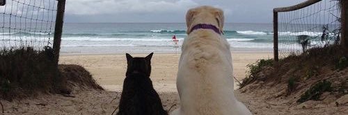 แบ้กแบ้กค่าบ banner