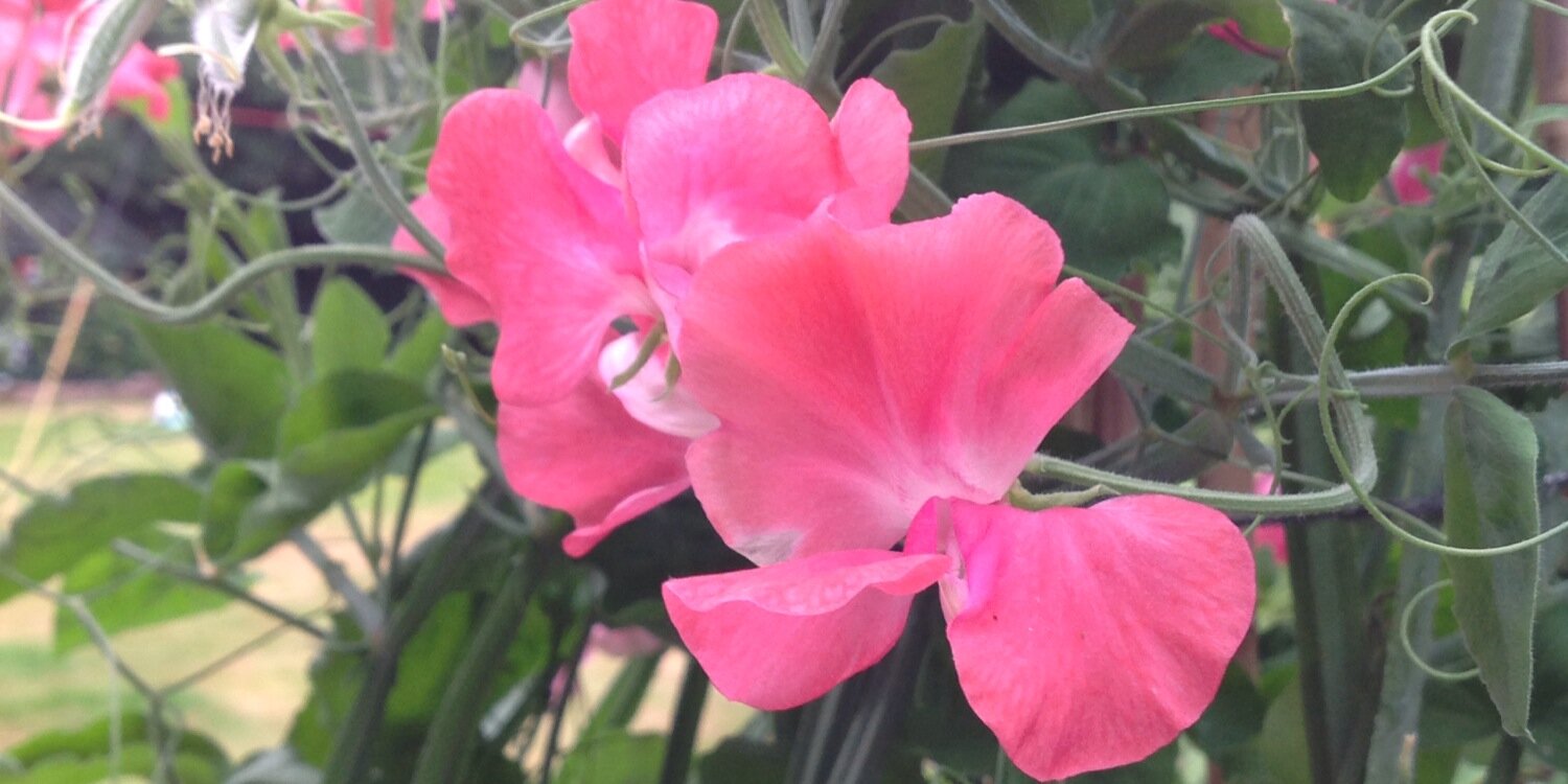 vicky_hillhouse's profile banner image
