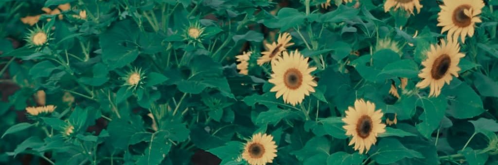 ffzia23's profile banner image