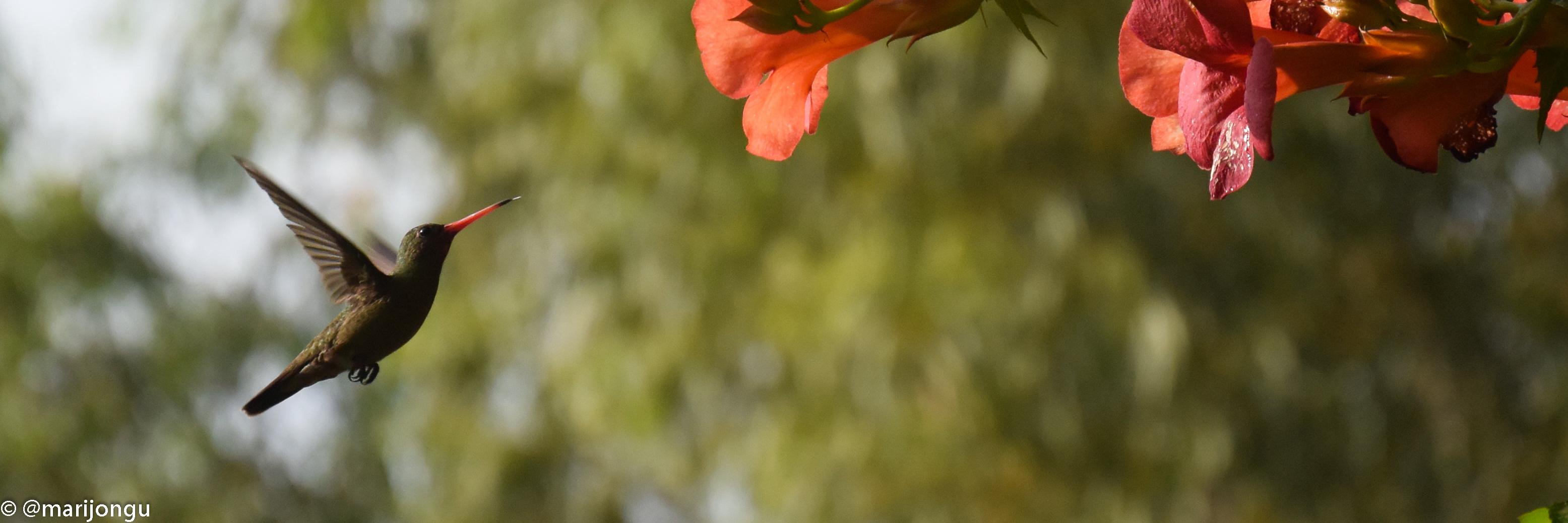 marijó pérez insúa banner