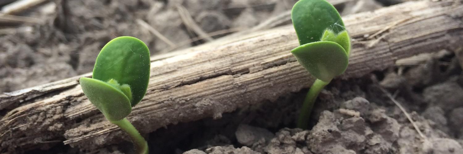 Michele Meyer banner