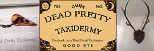 PrettyTaxidermy's profile banner image