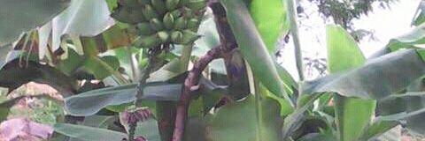 Pmwakisese's profile banner image