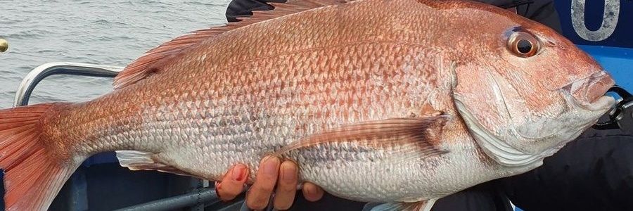 Vale feli'⁷ banner