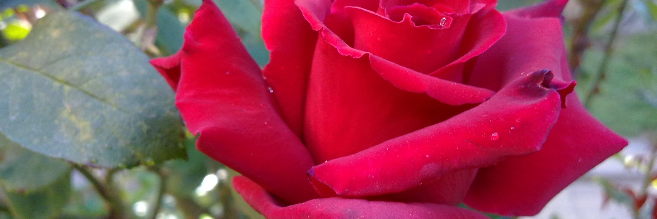 delfinaalbert3's profile banner image