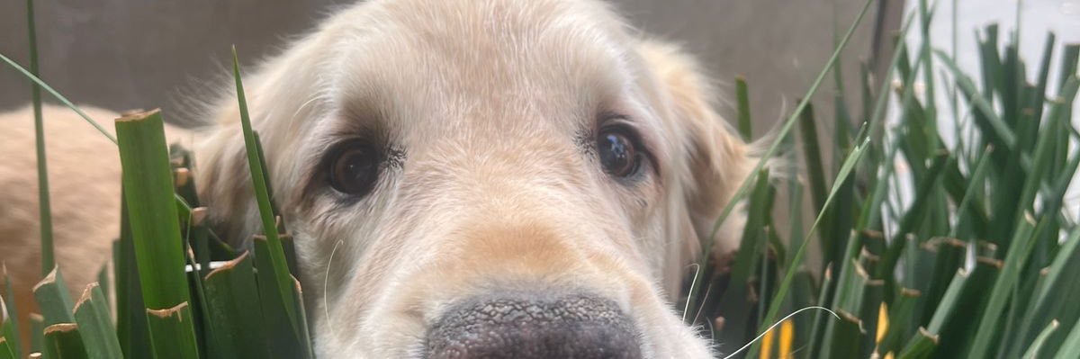 tuitobal's profile banner image