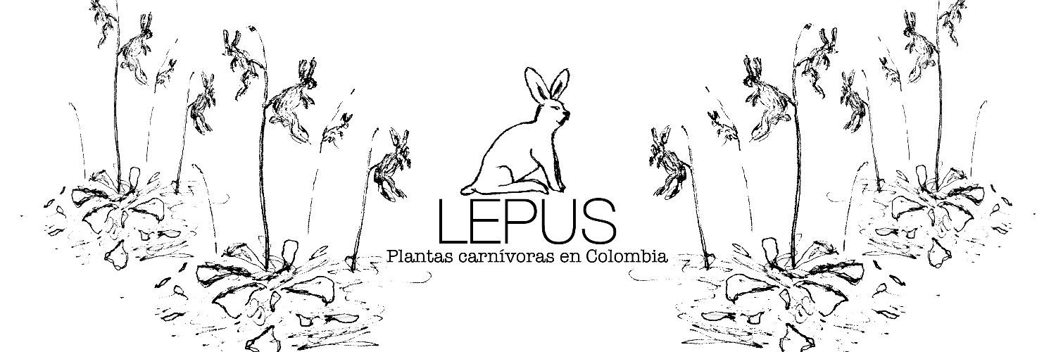 plantaconejo's profile banner image