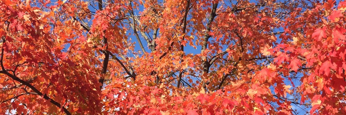 Corinne Ramey banner