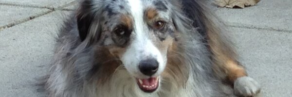 mikechenboston Profile Banner