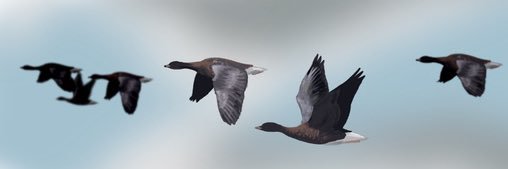John Wilcox banner
