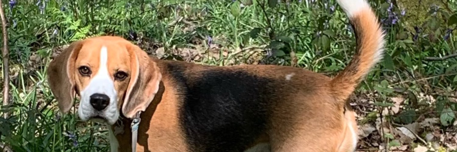 👨‍👩‍👧‍👦🐶SANDY GEE🐶👨‍👩‍👧‍👦 banner