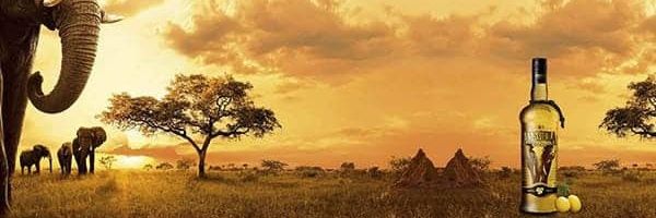 amarulagold's profile banner image