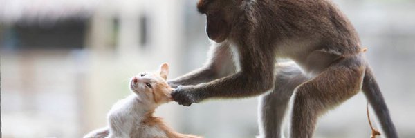 emofooo Profile Banner