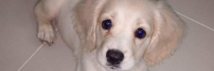 GraceKarill's profile banner image