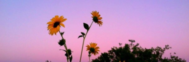 abby_bands's profile banner image