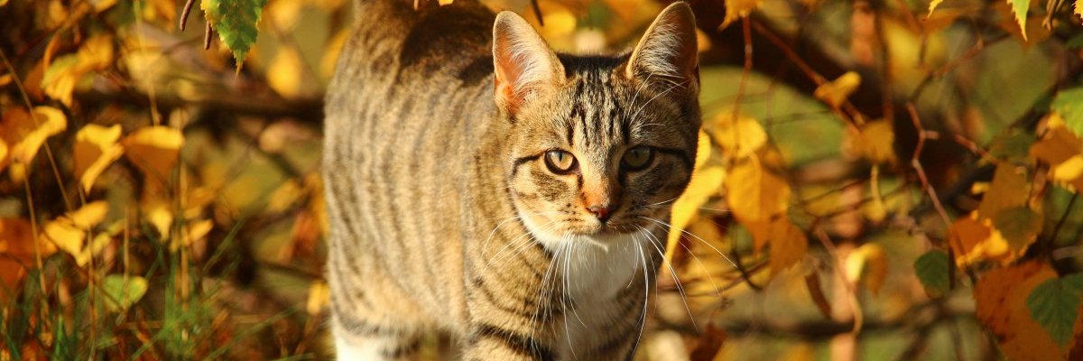 The Cat Network banner