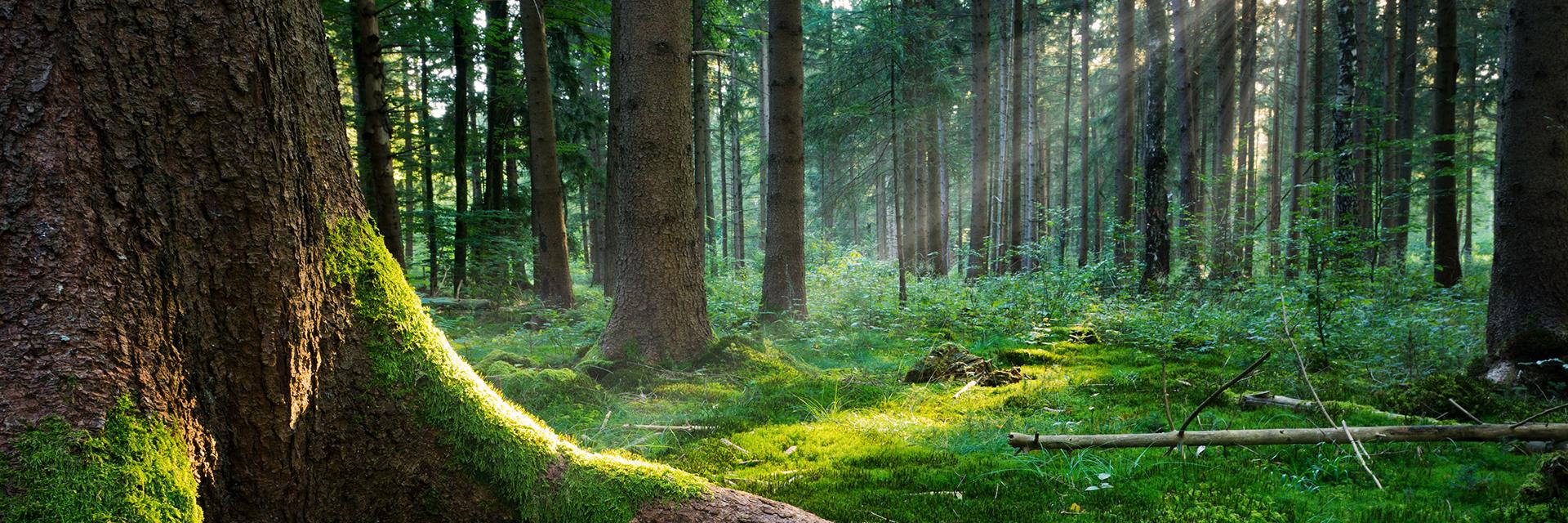 SASProhunter's profile banner image