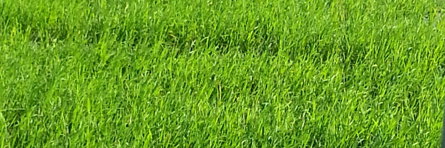 cintambshinta's profile banner image
