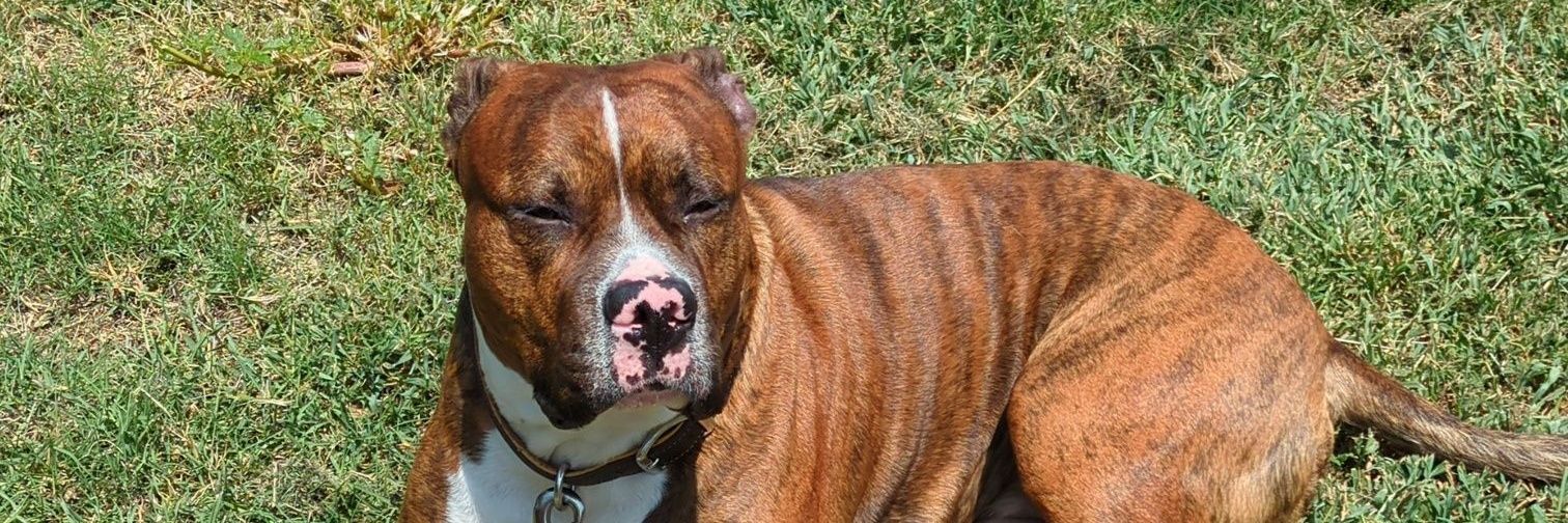 Texan Baseball banner