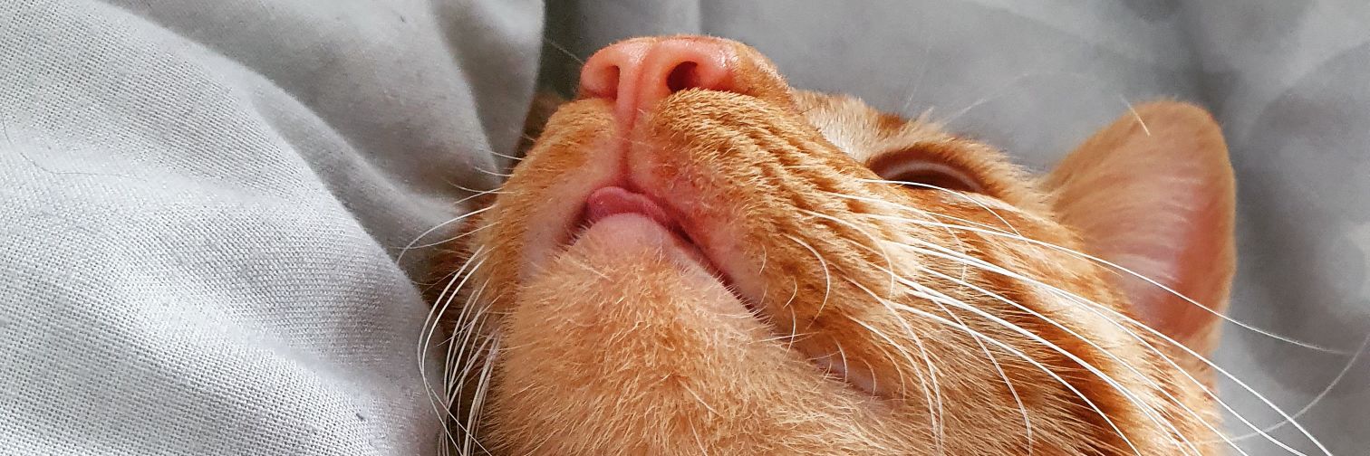 lazy_KN's profile banner image