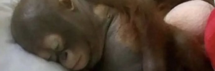 jelbyshones's profile banner image