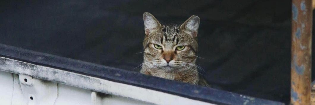Zina B. 🐈 banner