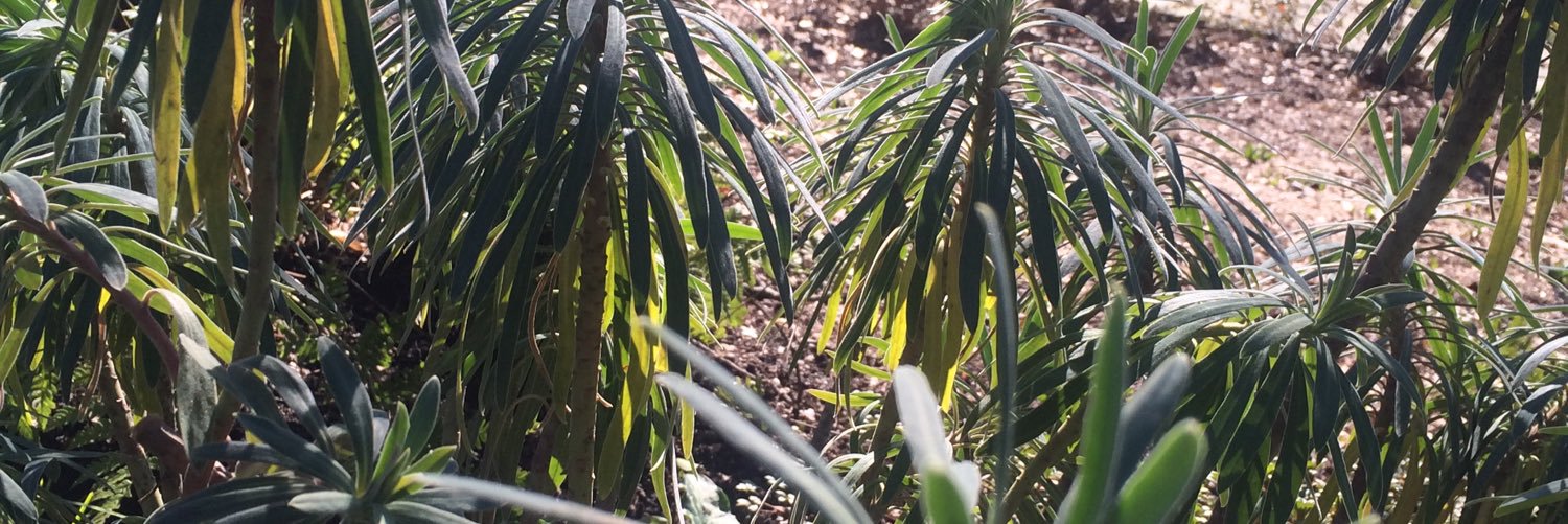 LiteSnax's profile banner image