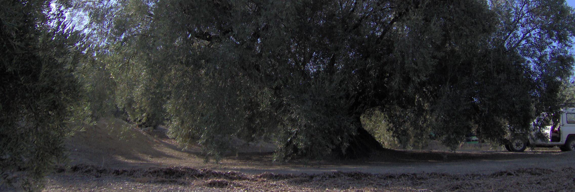 Antonio Jiménez banner