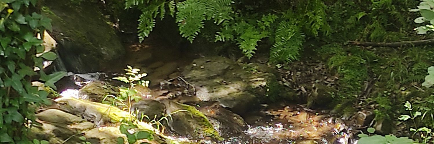 María Cases 🌙 banner