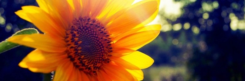 alexschaerer5's profile banner image