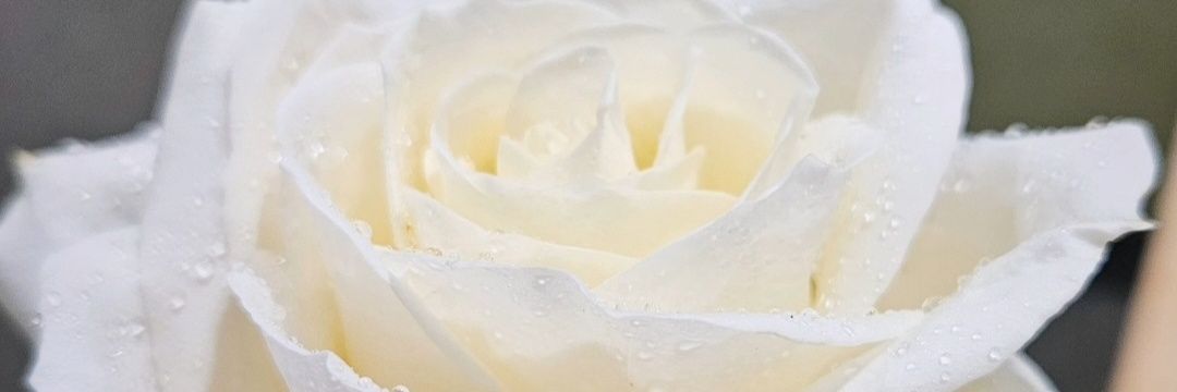 🦋NB Crawford🦋 banner