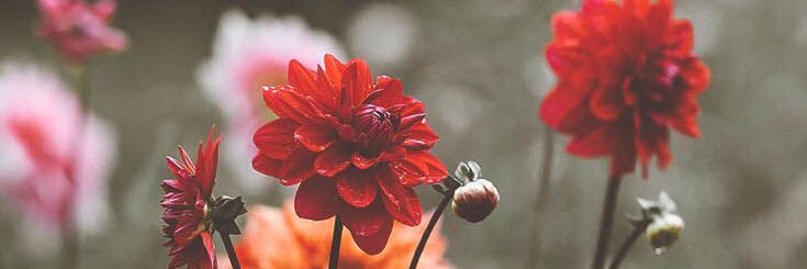 Jerria_Nichole's profile banner image