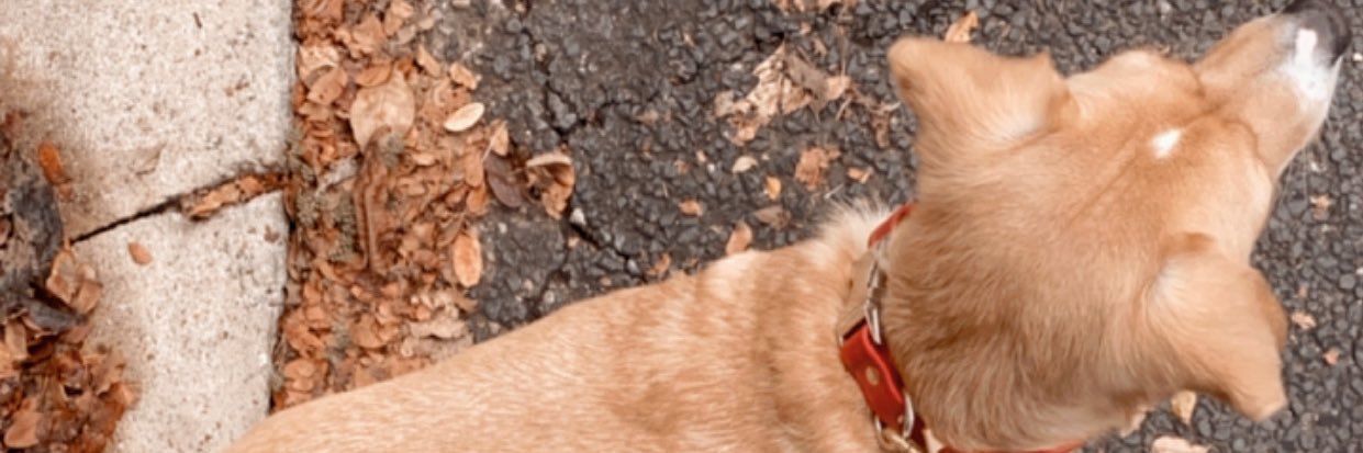 Bonnie Barton banner