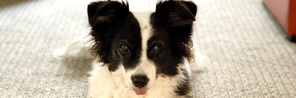 t_fin Profile Banner