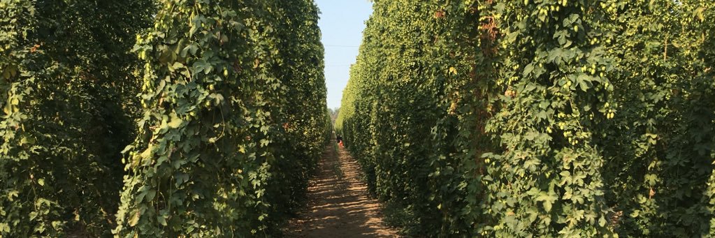 Labyrinth Forge Brewing Company banner