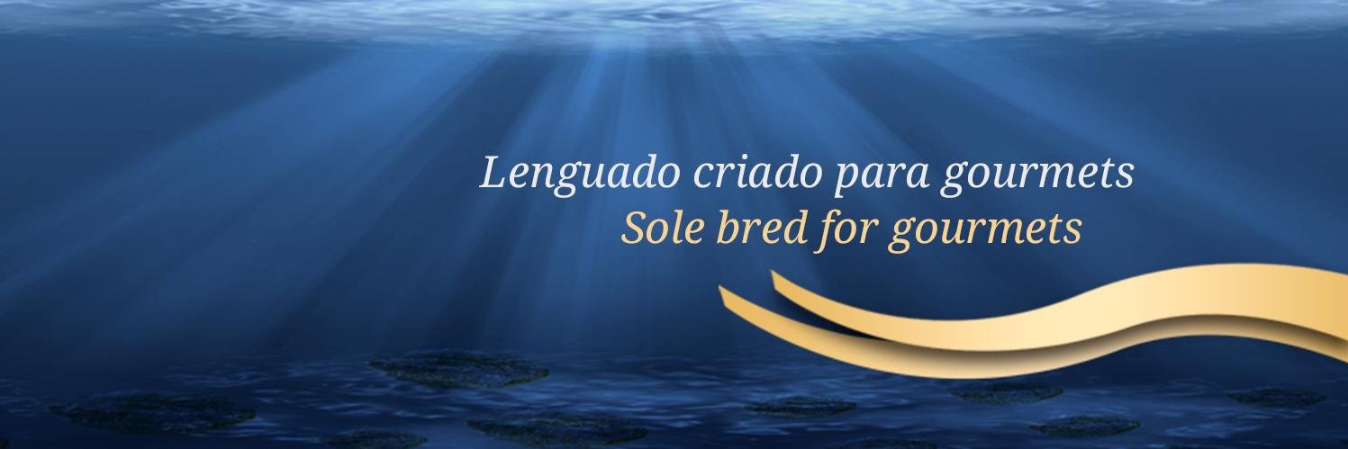 lenguadoSolee's profile banner image