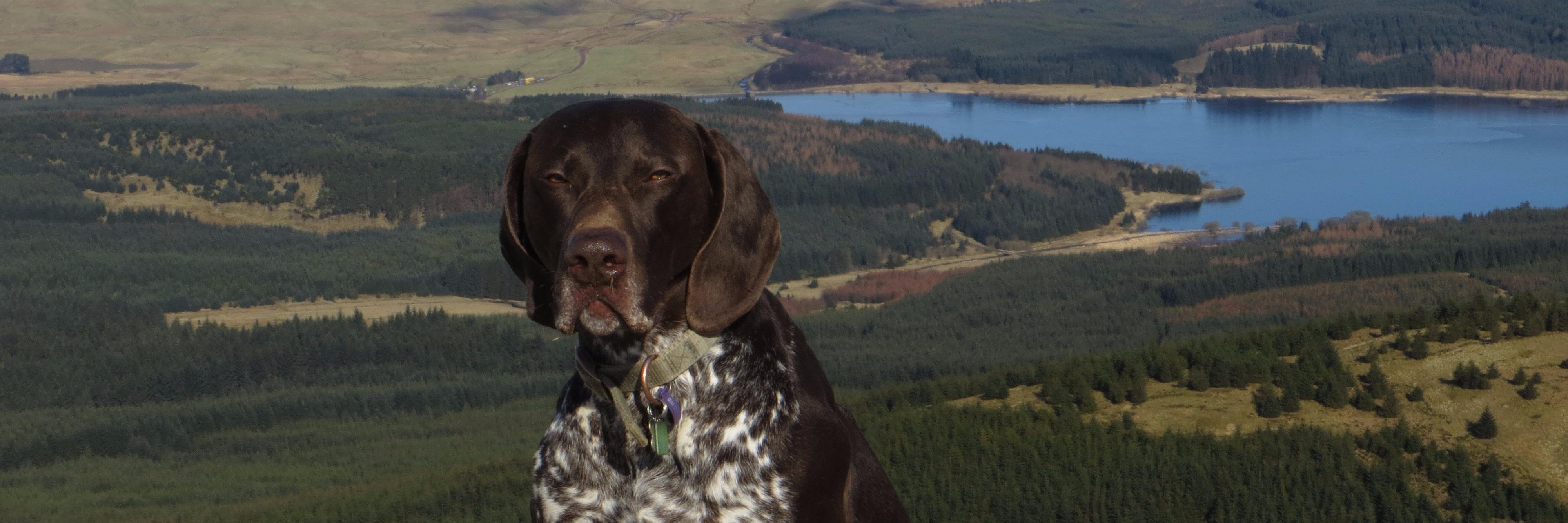 HAMISH RODGER banner