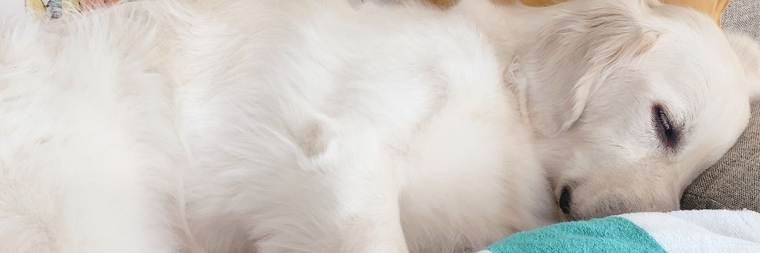 musclefuuta's profile banner image