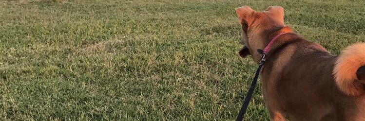 sav_flowers's profile banner image
