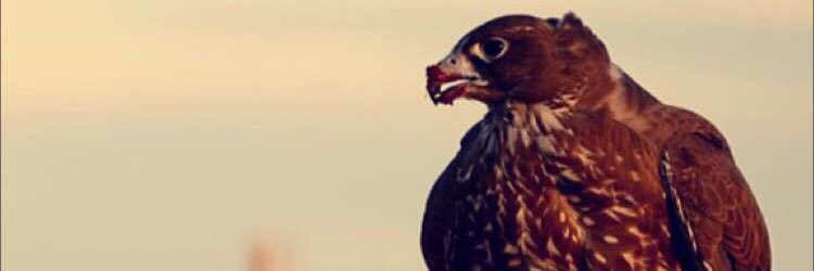 fahaaad__20's profile banner image