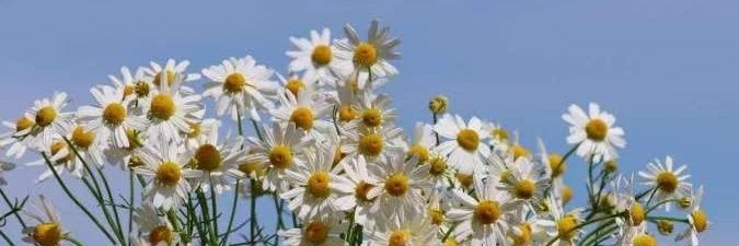oxeyeaster's profile banner image