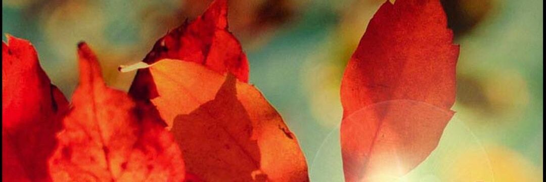 alexandims's profile banner image