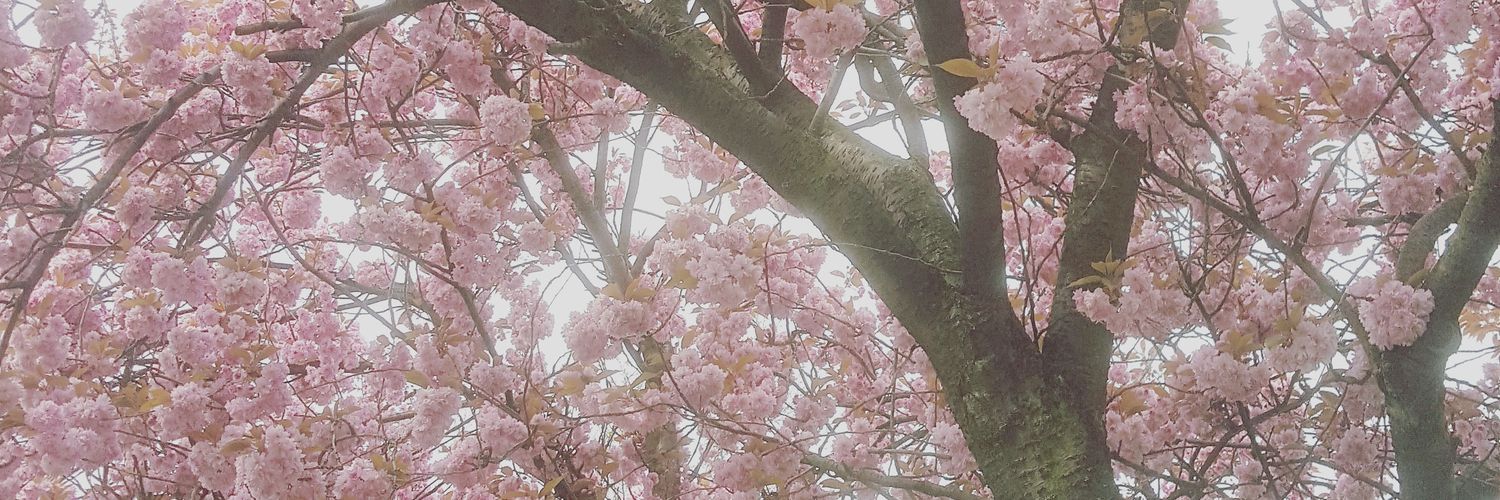 SearingT's profile banner image